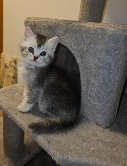 Bkh Kater suchen neues Zuhause - Berlin Spandau