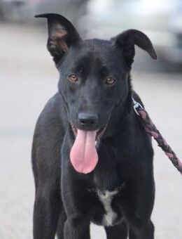 Gioia ist bezaubernd und so sanft! - Karben