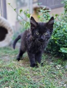 Langhaar-Mix Monty sucht DICH! - Walluf