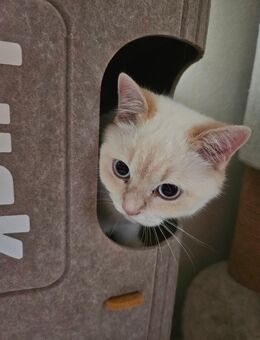BKH Kitten Kater voll geimpft - Backnang