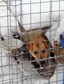 Fröhlicher Senior auf drei Beinen - Kefenrod