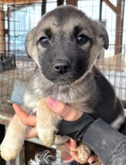 QURINA ~ voll süüß in grau braun schwarz - Duisburg