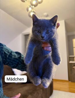 BKH Kitten - Suchen ihr liebevolles Zuhause - Grasbrunn