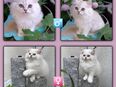 Britisch langhaar kitten mit Stammbaum in 79362