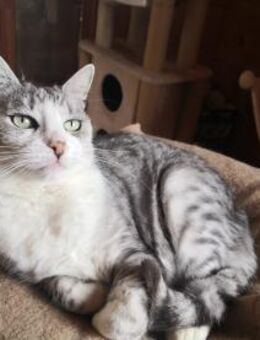 Ruhige Ester sucht ihr Zuhause! - Walluf