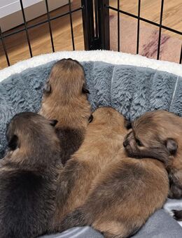 Zwergspitz pomeranian Welpen mini - Karlsruhe