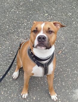 Sucht neues Zuhause - Mönchengladbach