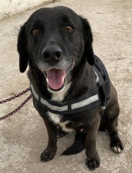 Daffy, zu Hause gesucht - Bergisch Gladbach