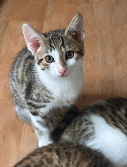 1 katzenbaby - Ludwigsburg