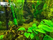 Aquarium - Siegen (Universitätsstadt) Gosenbach