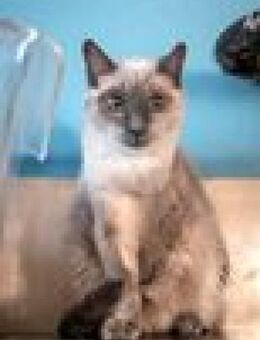 Kater Forrest Gump- mit Handycap - Bochum