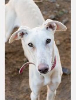 Lelli - süße, liebe, freundliche Maus - Freudenstadt