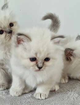 Heilige Birma Kitten mit Stammbaum - Verden (Aller)