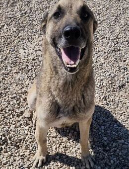 Nuvo 🐾 Kämpfer mit Charme sucht dich - München