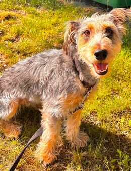Rocky sucht ein neues Hause - Nürnberg