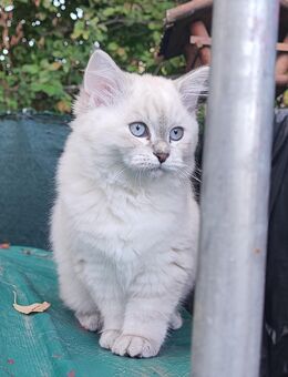 Neva Masquarade Kater - Jüchen