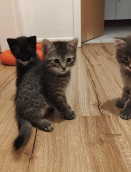 3 Katze baby suchen zuhause - Düsseldorf