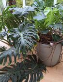 Große Monstera mit Früchten in 68753