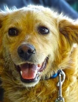 LOLA 2 sucht Familie - Gefrees