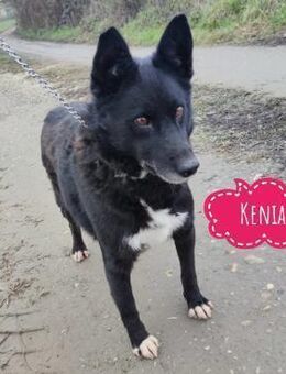 Kenia wartet schon 3 Jahre in Tierheim - Mannheim