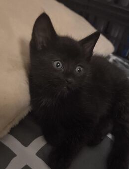 Drei kleine Kater suchen ein schönes Zuhause - Lügde (Stadt der Osterräder) Zentrum