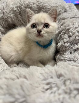 Wunderschöne blue Point bkh kitten abgabebereit - Aachen