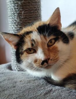 Selena -6 Jahre alt Katzenverträglich - Hochheim (Main)