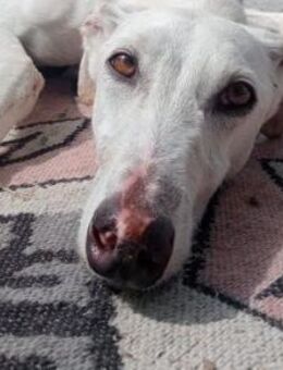 DULCE - auf PS in Brandenburg! - Sulzbach-Laufen