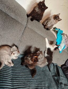 Perser und Perser mix kitten - Nürnberg
