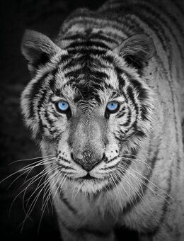 Wohndecke Mikrofaser Fotodruck "Tiger", KiNZLER