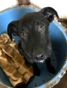 Schmusebacke Pinga - Alfdorf