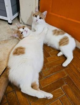 🐾 Brüder Bryan + Barnie 🐱 - Eislingen (Fils)