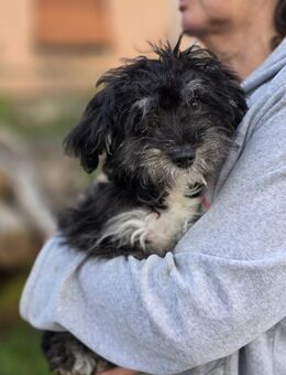 Unser Mischlingswelpe Rüde Flip ca, 4, Monate alt und ca 25 cm groß - Hohe Börde