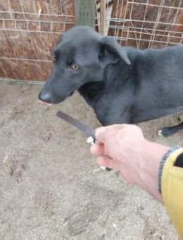 Gelu 53 cm - Alpenrod