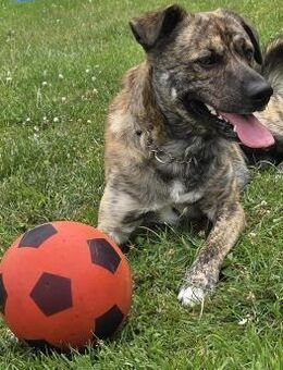 GARDI-BUDDY - zurück ins Leben - Weiterstadt