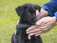 Bobo  ein ganz besonderer Kerl - Puchheim