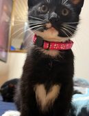🐾2 Süße Kätzchen gemeinsam auf der Suche nach einem liebevollen Zuhause! 🐾 in 52134