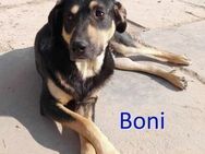 BONI ❤ EILIG! sucht Zuhause/Pflegestelle - Langenhagen