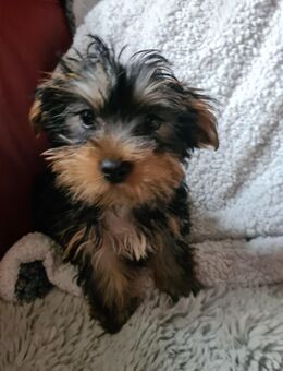Yorkshire Terrier Welpen Hündin/Rüde 950€ FP - Dortmund Rahm