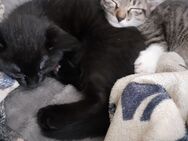 Katzen babys abzugeben - Roding