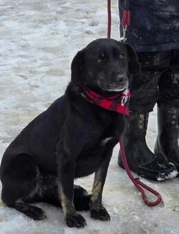 DIMA = schwarze Perle im Tierheim ♥️ - München