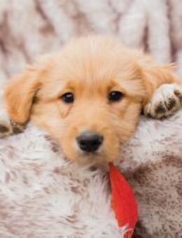 259682 - Platz zum Spielen und Schlafen - Overath