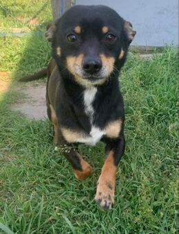 Emir von kettenlos - Bollingstedt