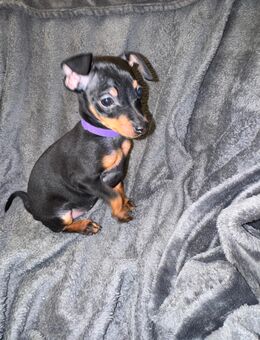 Zwergpinscher Welpen reinrassig ( Weibchen ) - Künzell