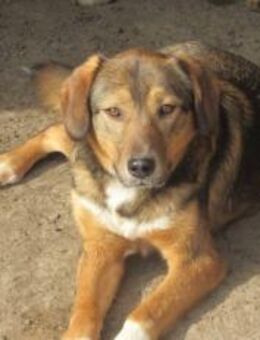 Ronya geht ins Herz 🐾 - Elsdorf (Nordrhein-Westfalen)