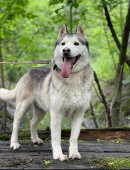 TUNGUS- energievoller Husky - Mainhardt
