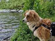 AYLA 🐾❤️ auf PS in 42553 Velbert - Eichendorf