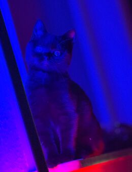 BKH Kitten zu verkaufen - Steinkirchen (Niedersachsen)