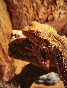 Bartagame zu verkaufen - Rostock Lichtenhagen