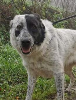 Magda - Zuhause mit ❤️ gesucht - Grevenbroich